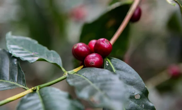 Cultivo de cerezas de café — Foto de Stock