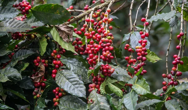 Cultivo de cerejas de café — Fotografia de Stock