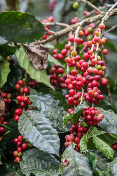 Cultivo de cerezas de café — Foto de Stock