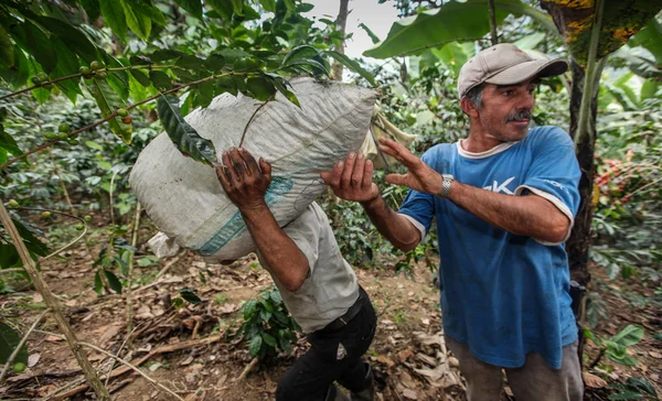 Oogsten van koffie kersen — Stockfoto