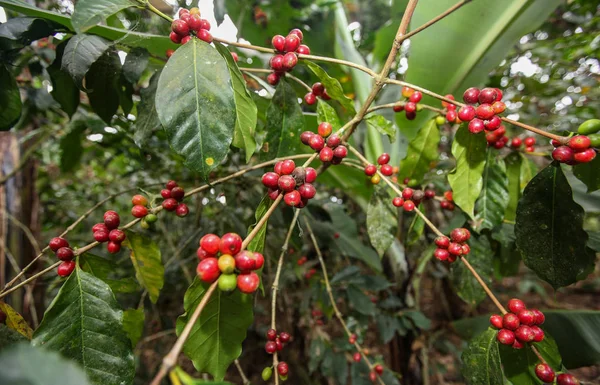 Cultivo de cerezas de café — Foto de Stock