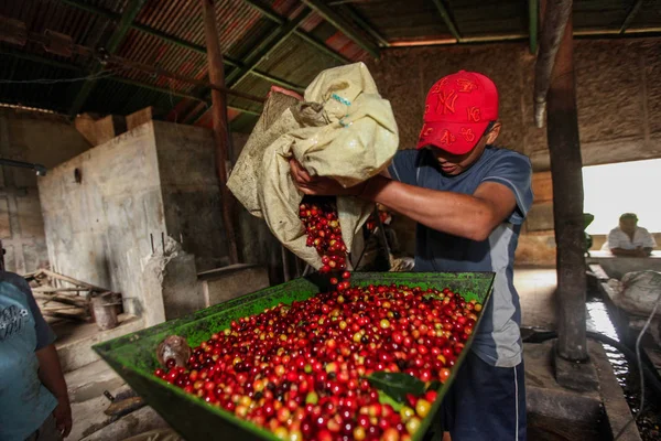 Verwerking van koffie kersen — Stockfoto