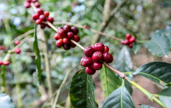 种植咖啡樱桃 免版税图库照片