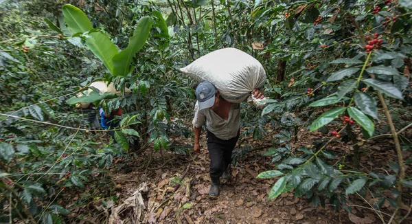 Ernte der Kaffeekirschen lizenzfreie Stockbilder