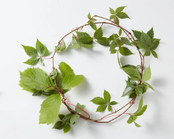 Frame Green ivy plant Hedera helix — Stock Photo, Image