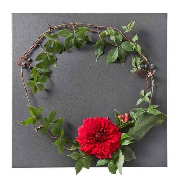 Round frame of branches and red rose — Stock Photo, Image