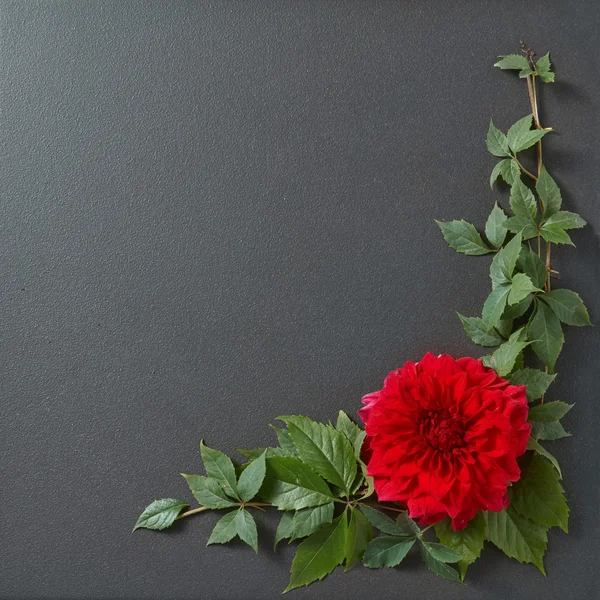 꽃 테두리 디자인 — 스톡 사진