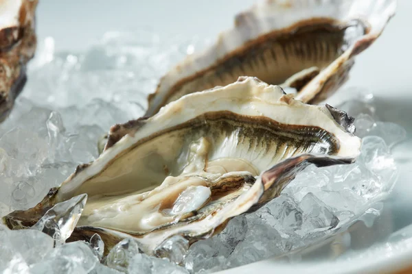 Close-up van verse rauwe oesters op een plaat — Stockfoto