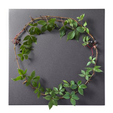 yaprakları ile üzüm şube