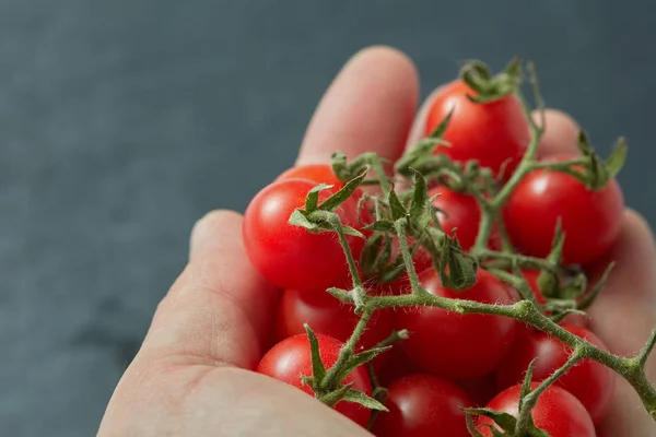 Ramo de tomates cereja na mão — Fotografia de Stock