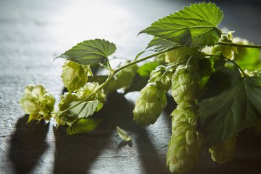 Koniler ve yaprakları hop. Taze yeşil arka plan