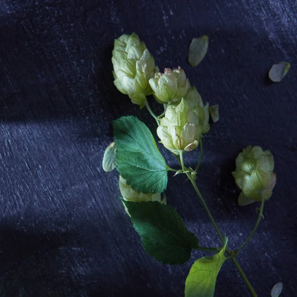 Du houblon vert frais sur une table en bois. Bleu tonique — Photo