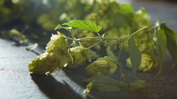 Hop cones with leaves — Stock Photo, Image