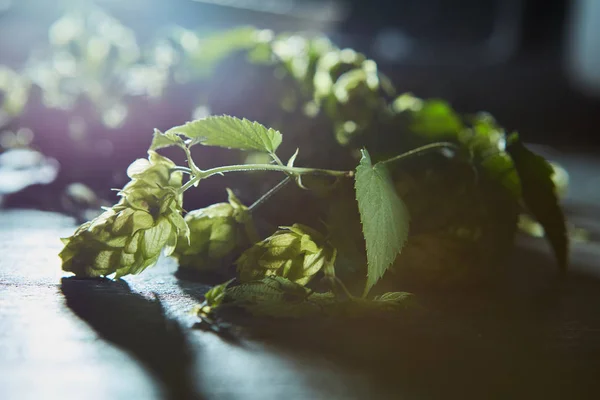 Taze dalları ve koniler yeşil hop — Stok fotoğraf