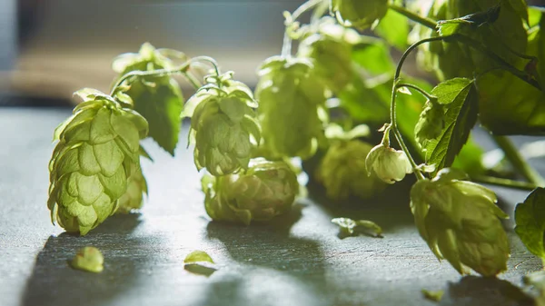 Taze dalları ve eski ahşap üzerinde yeşil hop koniler — Stok fotoğraf