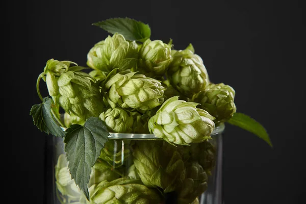 Hops in a beer glass — Stock Photo, Image