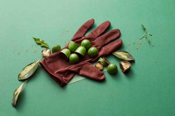 Piękne zielone cukierki — Zdjęcie stockowe