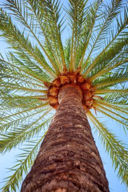 Hindistan cevizi palmiyesi