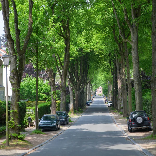 Strada tranquilla con alberi ai lati — Foto Stock