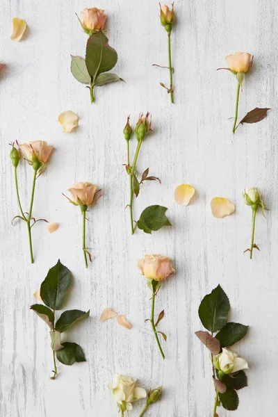 Rosas padrão de cabeças — Fotografia de Stock