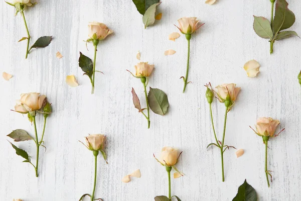 Rosas padrão de cabeças — Fotografia de Stock