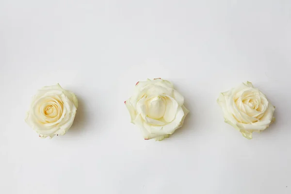 Drie witte rosebuds — Stockfoto