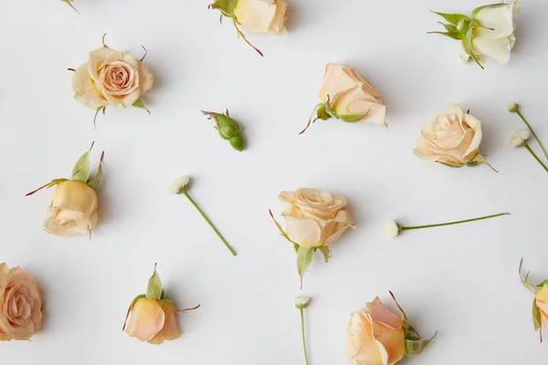 Bílé růže složení — Stock fotografie