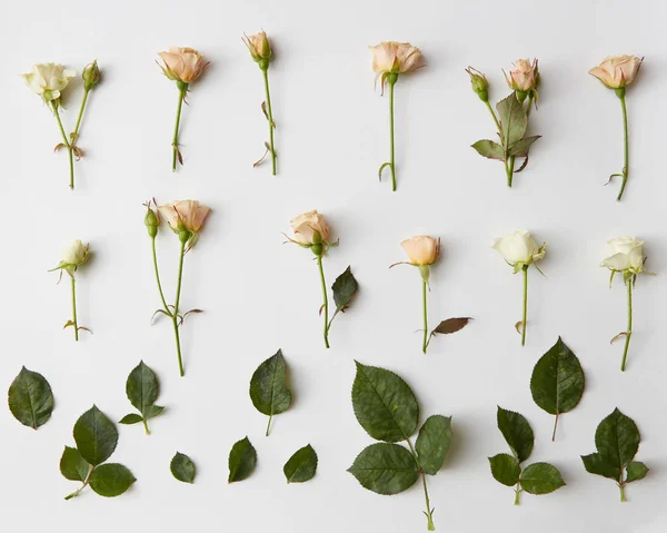 Hermosa composición de rosas —  Fotos de Stock
