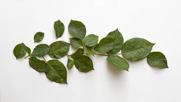 Composición de hojas de rosa —  Fotos de Stock