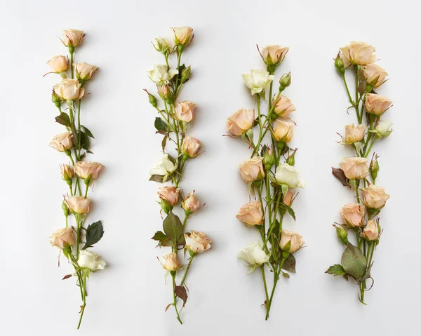 Linhas de pequenas rosas brancas — Fotografia de Stock