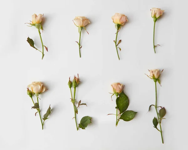 Composition of rose flowers — Stock Photo, Image