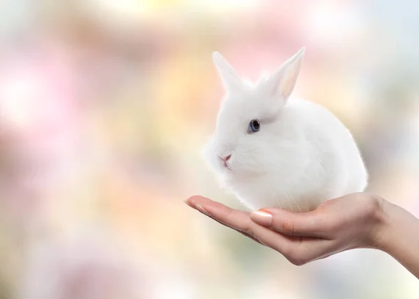 Easter rabbit on female hand — Stock Photo, Image