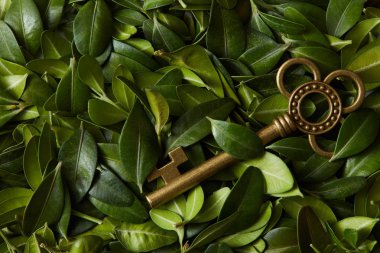 Yeşil yaprakları ve vintage anahtar