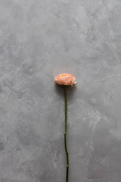 Пастельні рожеві троянди — стокове фото
