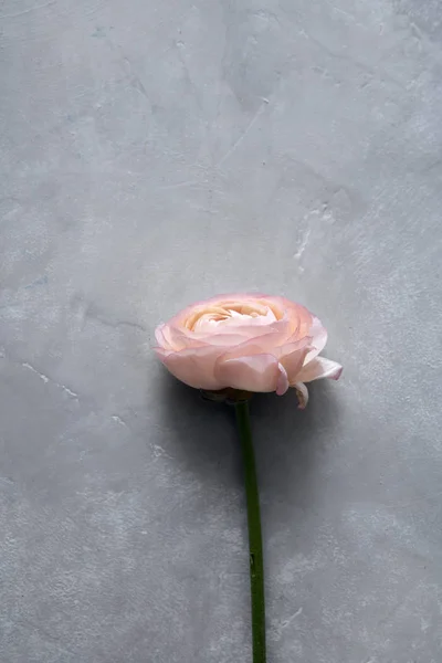 Παστέλ ροζ τριαντάφυλλο — Φωτογραφία Αρχείου