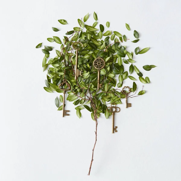 Árbol con hojas y llaves doradas —  Fotos de Stock