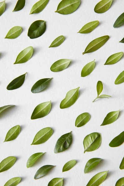 Hojas verdes sobre la superficie blanca —  Fotos de Stock