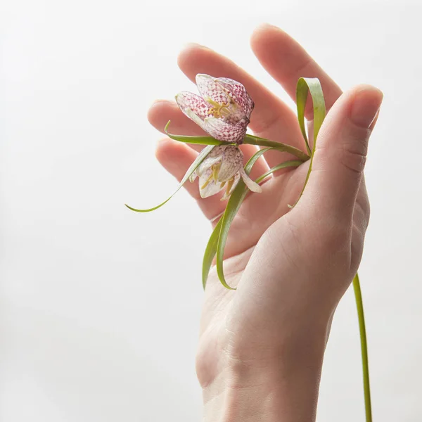 La mano de la mujer sosteniendo hermosa flor — Foto de Stock