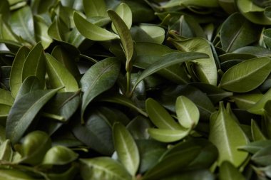 yeşil yapraklar arkaplan