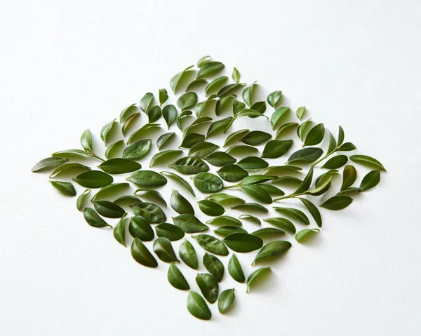 Kwadrat liść zielony — Zdjęcie stockowe