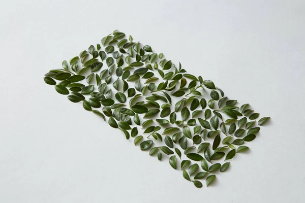 Folhas verdes quadrado — Fotografia de Stock