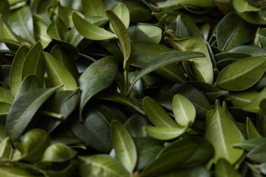 Yeşil yaprak dokusu