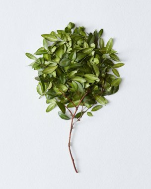 Dekoratif ağaç dalı yaprakları ile yapılmış