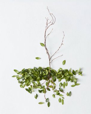 Dekoratif ağaç dalı yaprakları ile yapılmış