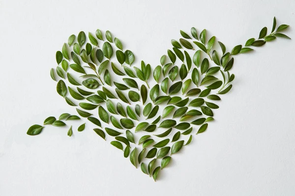 심장 모양의 녹색 잎 — 스톡 사진