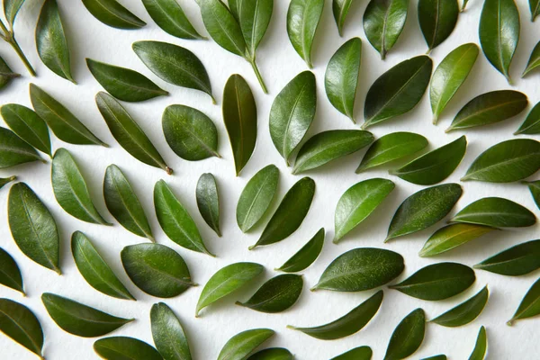 Zielonych liści na białej powierzchni — Zdjęcie stockowe