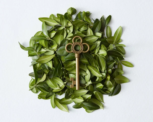 Зеленые листья и винтажный ключ — стоковое фото