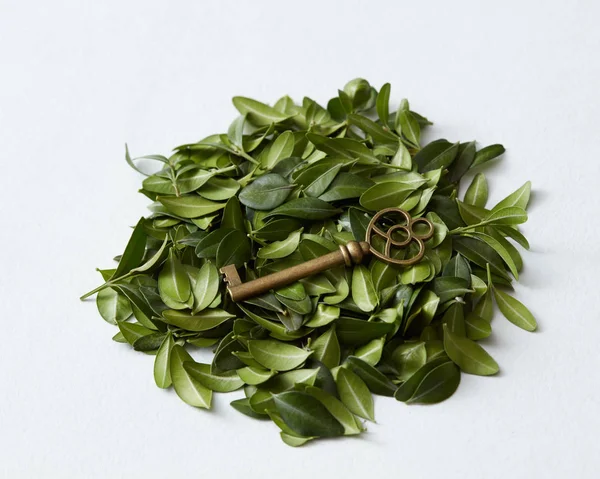 Зелене листя і вінтажний ключ — стокове фото