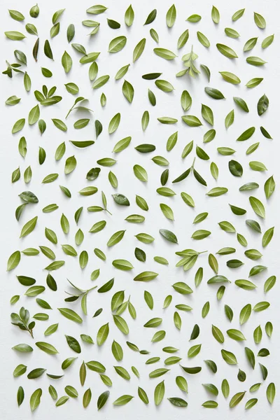 Green leaves on white surface — Stock Photo, Image