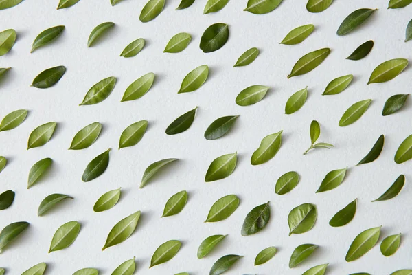 Zielonych liści na białej powierzchni — Zdjęcie stockowe